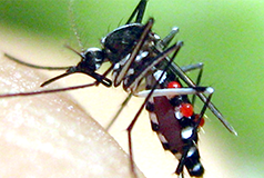 Diệt và Kiểm soát muỗi