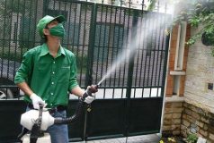 Dịch vụ diệt muỗi – DatViet Pest control