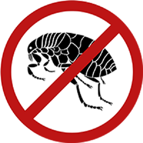 Dịch vụ diệt bọ chét tạo Datviet Pest Control