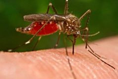 Muỗi – vectơ truyền nhiễm, lây lan dịch bệnh