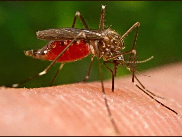 Muỗi là tác nhân lây lan dịch bệnh