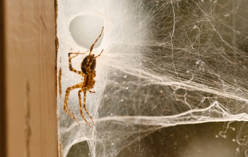 Khách hàng quan tâm nhiều đến dịch vụ diệt nhện