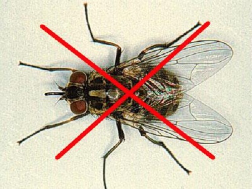 Datviet Pest Control cung cấp dịch vụ diệt ruồi tại nhà