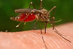 Muỗi là một trong những côn trùng nhiều bệnh cho con người