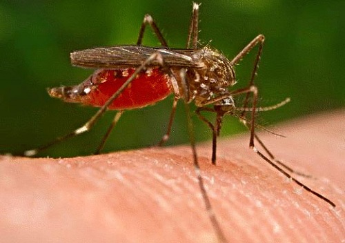 Muỗi mang virus từ máu người bệnh truyền sang người khác