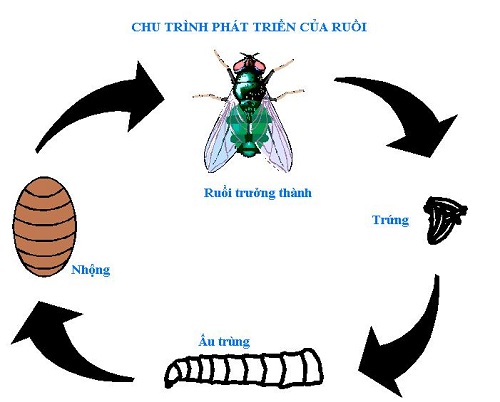 Con ruồi trong tiếng Nhật là gì Ví dụ Nhật  Việt