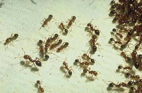 Loài kiến có tổ chức xã hội cao