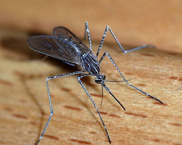 Công ty diệt muỗi Datviet Pest Control uy tín hàng đầu